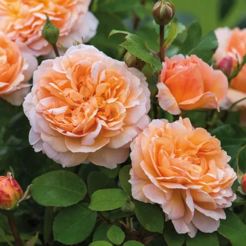 The Lady Gardener Rose