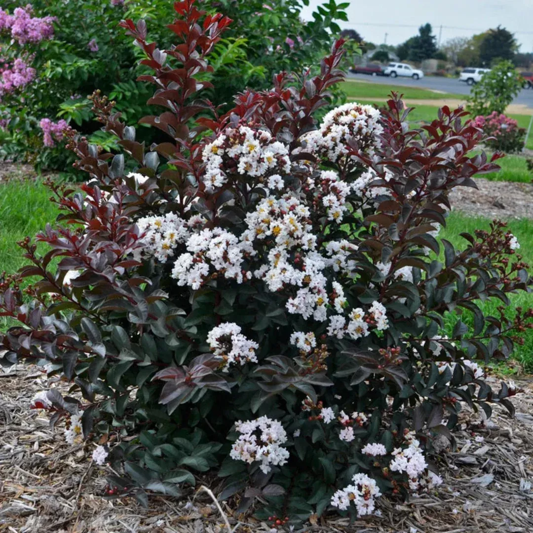 Lagerstroemia 'Like a Latte' Dwarf Crapemyr | Pixies Gardens
