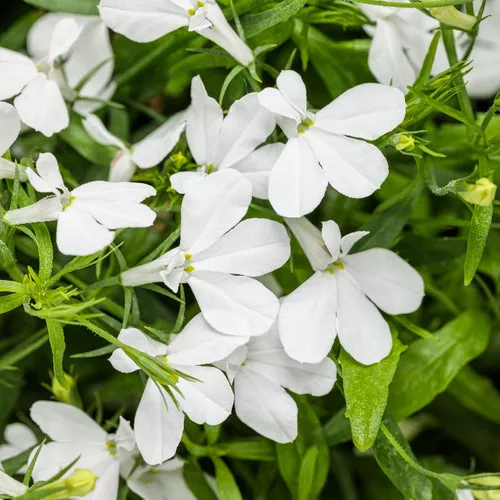 Laguna Cloud White Lobelia