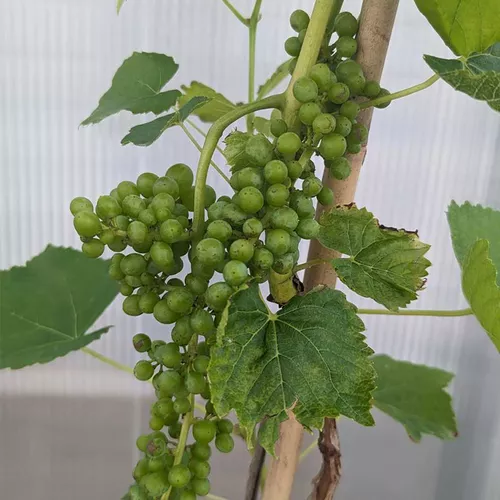 Lakemont Seedless Grape Vine