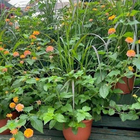 ~ Lantana & Grass Combo