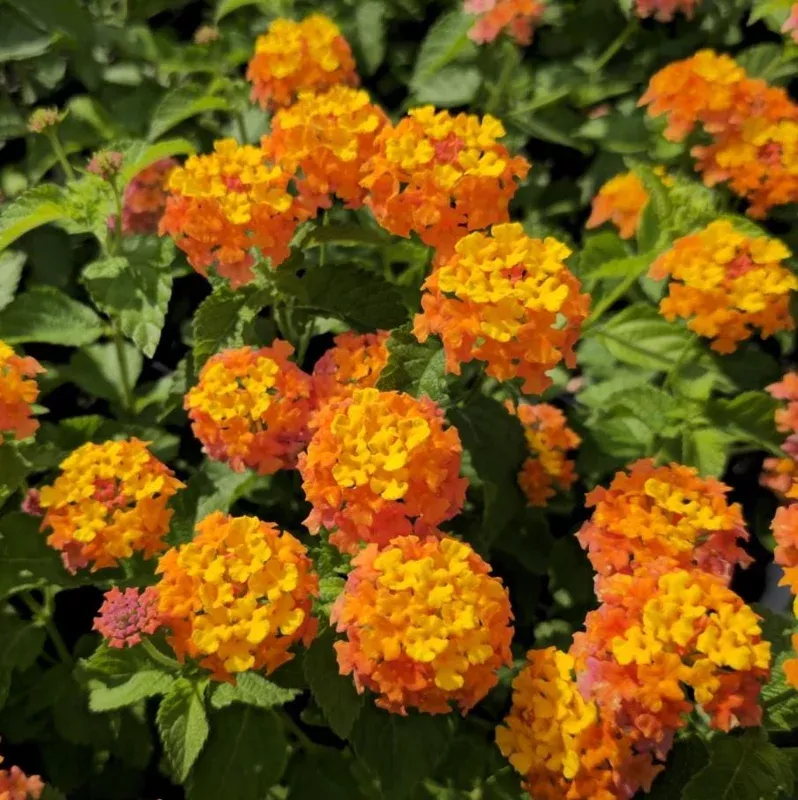 Lantana Miss Huff Live Plant Plugs – Set of 2, 3-5 Inch Tall Starter Perennials, Orange & Yellow Blooms