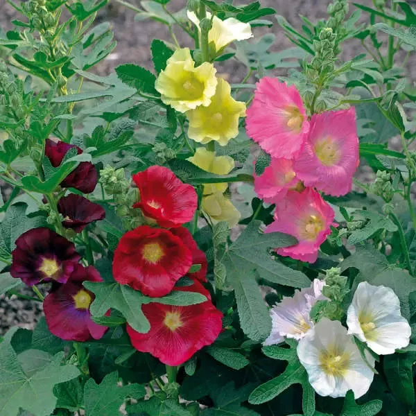 Las Vegas Fig Leaf Hollyhock