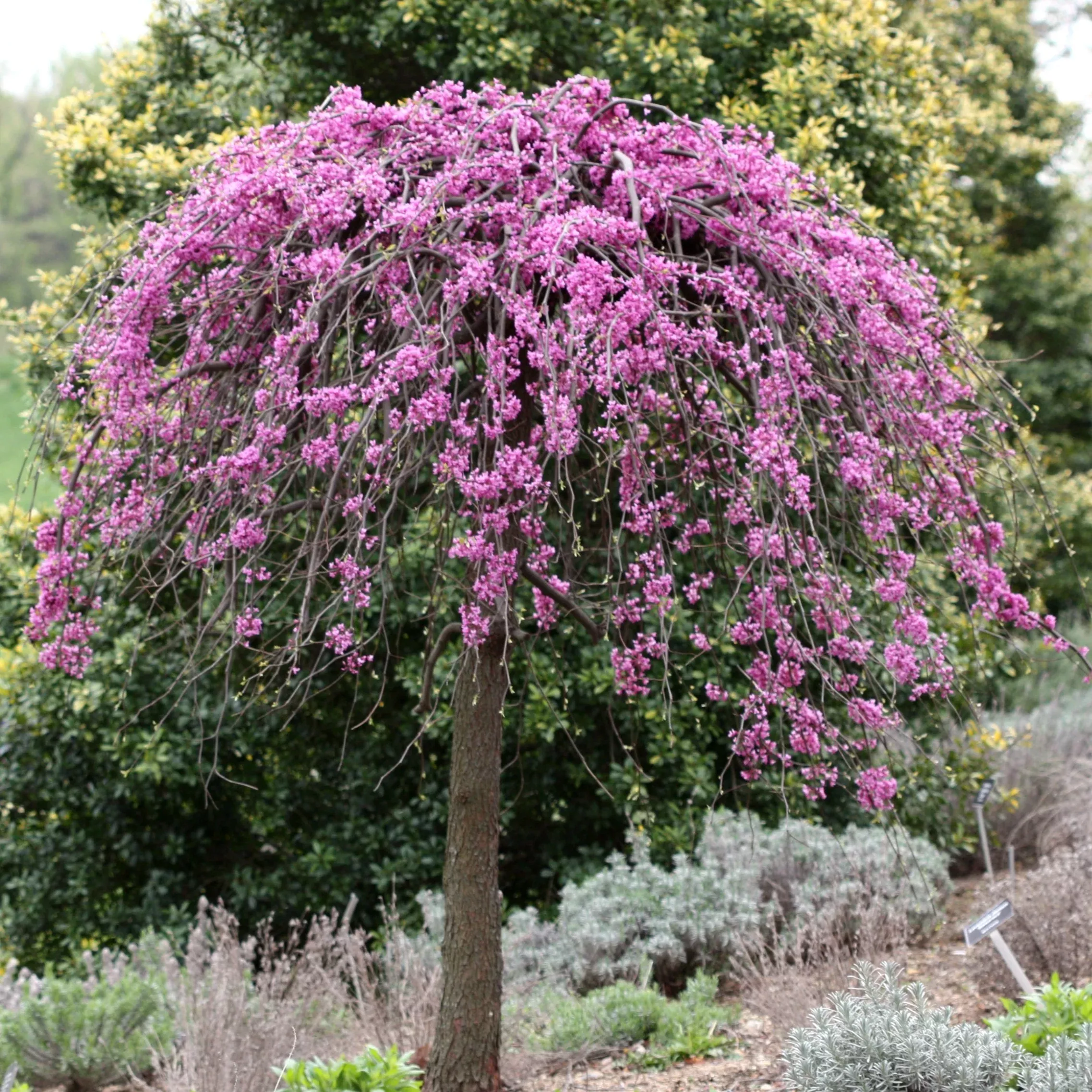 Lavender Twist Redbud - Cercis Candensis
