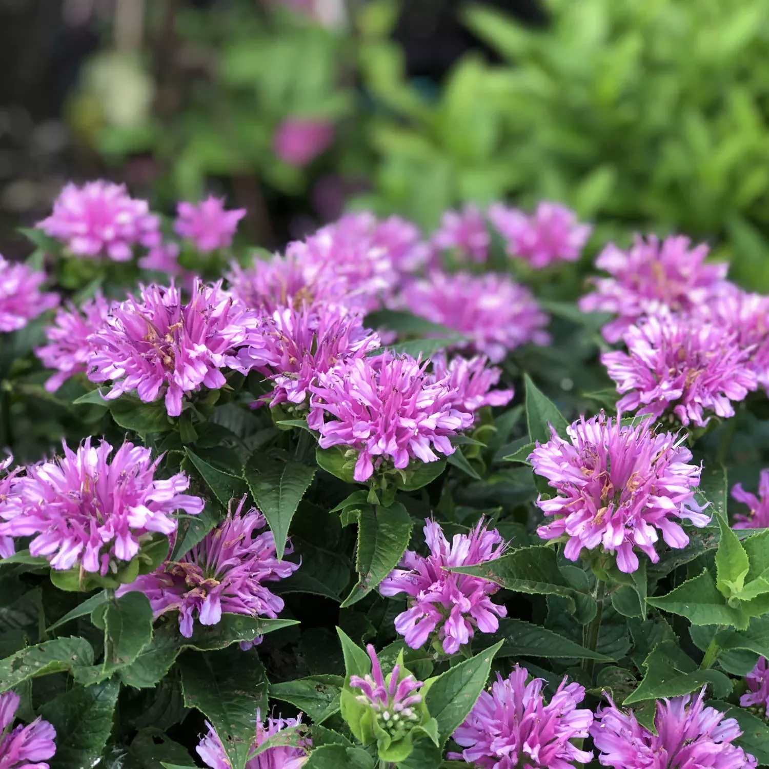 'Leading Lady Orchid' Bee Balm (Monarda)
