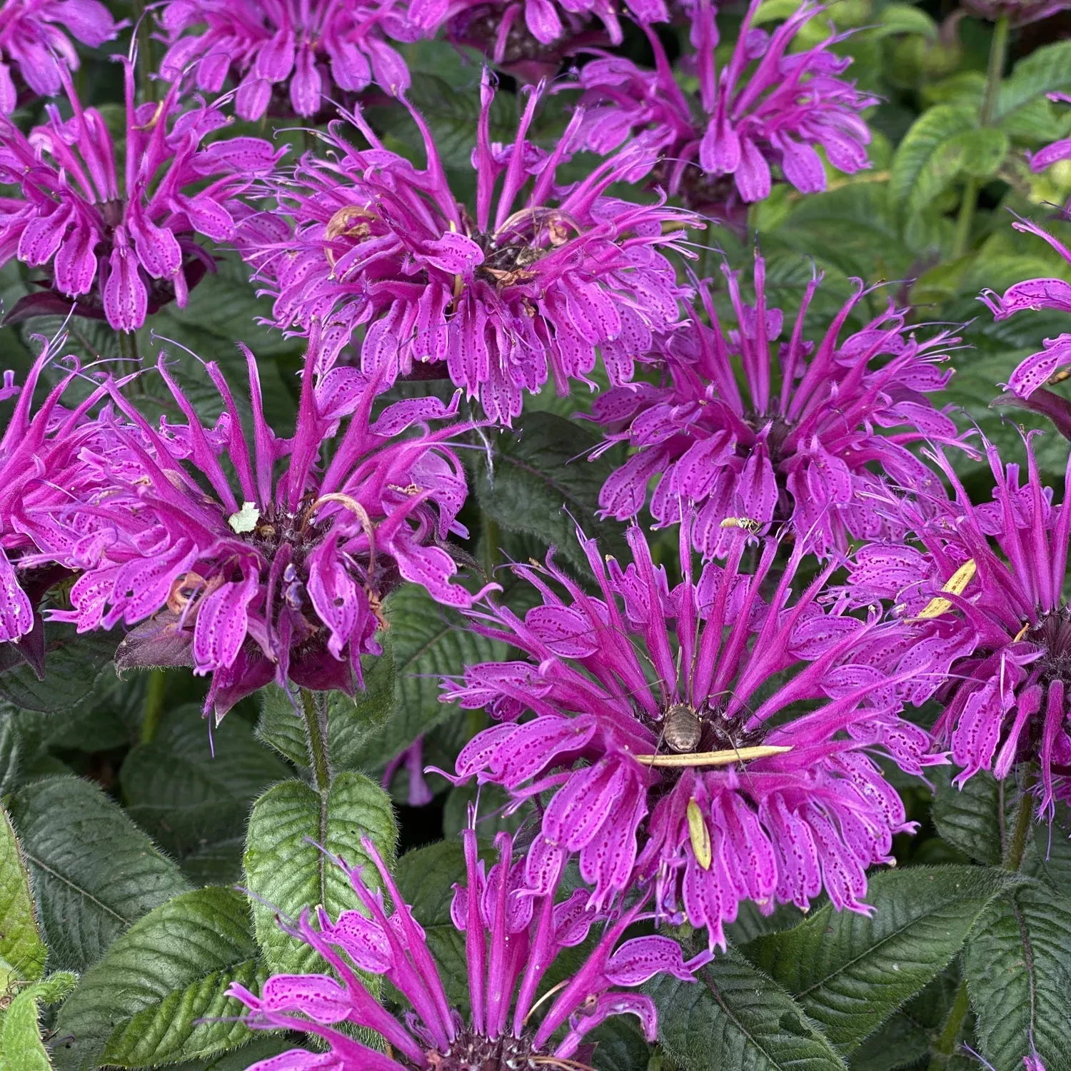'Leading Lady Plum' Bee Balm (Monarda)