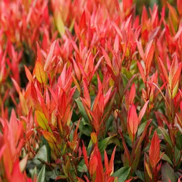 Leafscape™ Little Flames Leucothoe