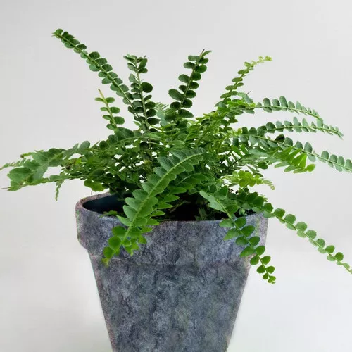 Lemon Button Fern
