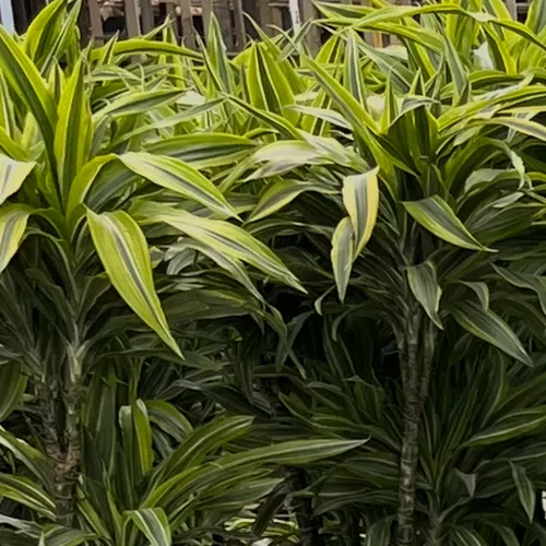 Lemon Lime Warneckii Dracaena