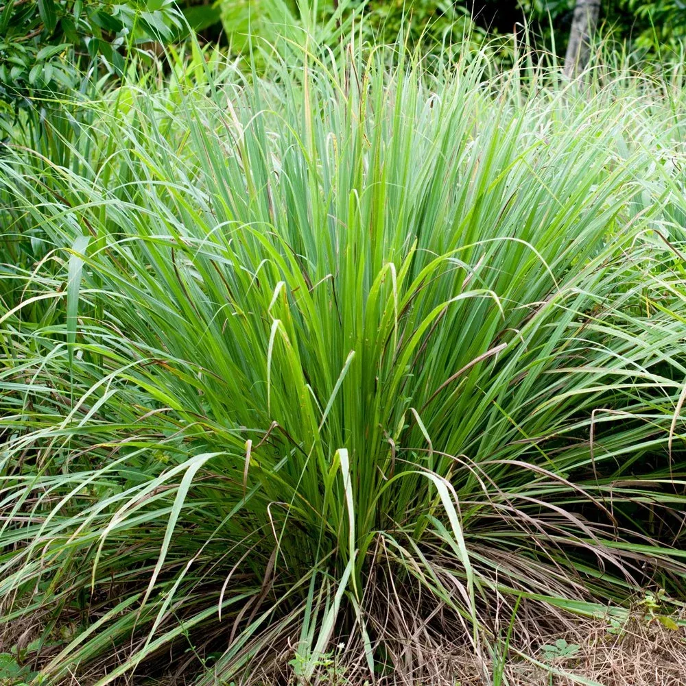 Lemongrass