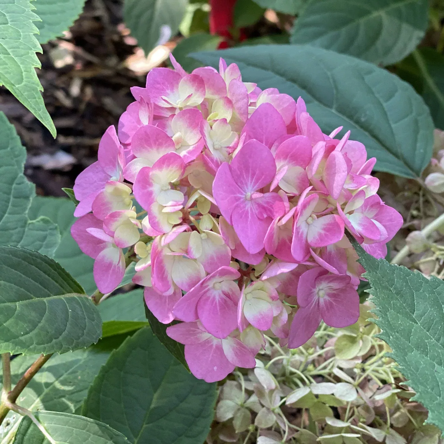 Let's Dance Arriba! Bigleaf Hydrangea