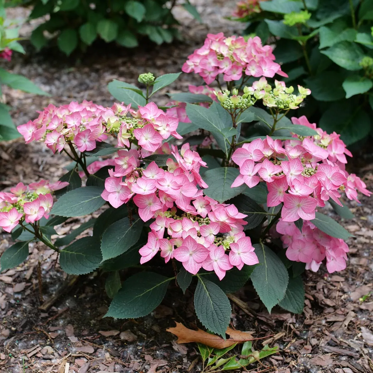 Let's Dance Hot Stepper™ Bigleaf Hydrangea