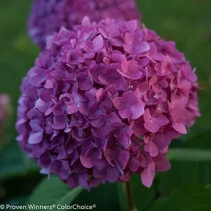 Let's Dance Rave Hydrangea