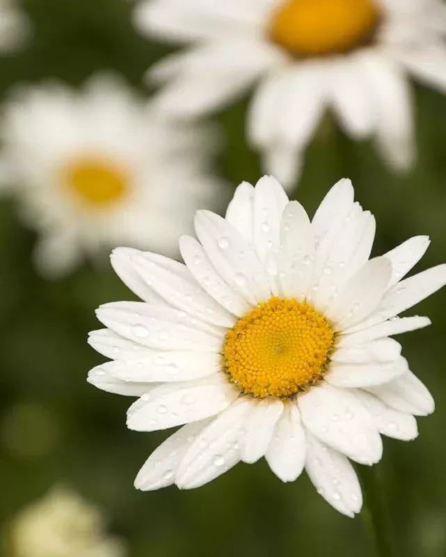 Leucanthemum 'Becky' #1.5C