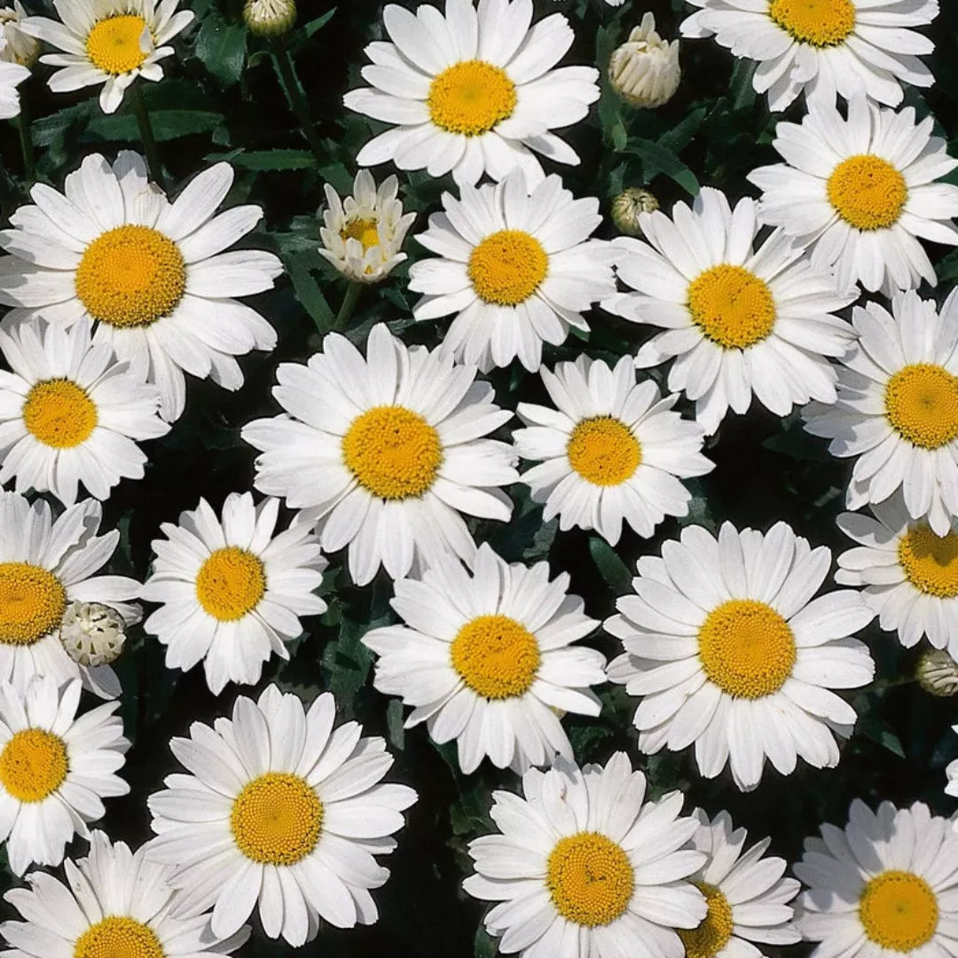 Leucanthemum x superbum 'Snow Cap' Shasta Daisy