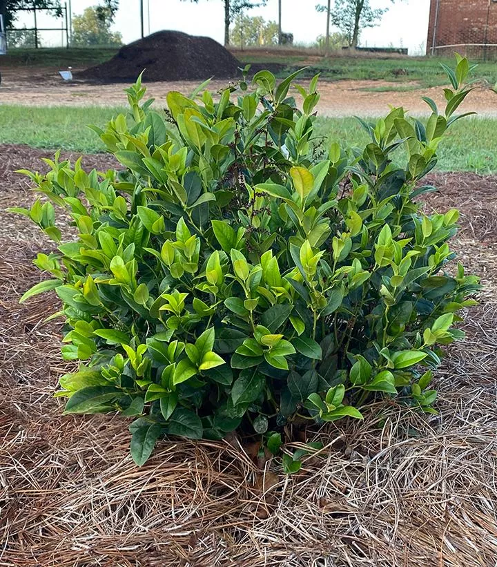 Leucothoe Axillaris `Lucky Leu`