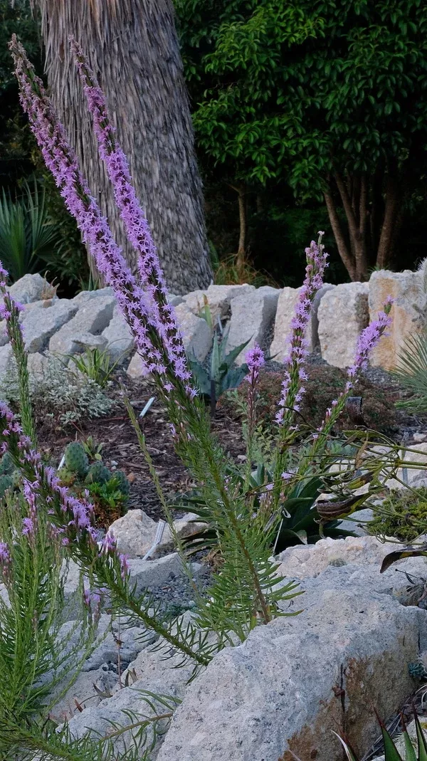 Liatris chapmanii