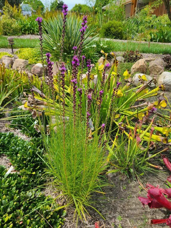 Liatris resinosa 'American Voices'