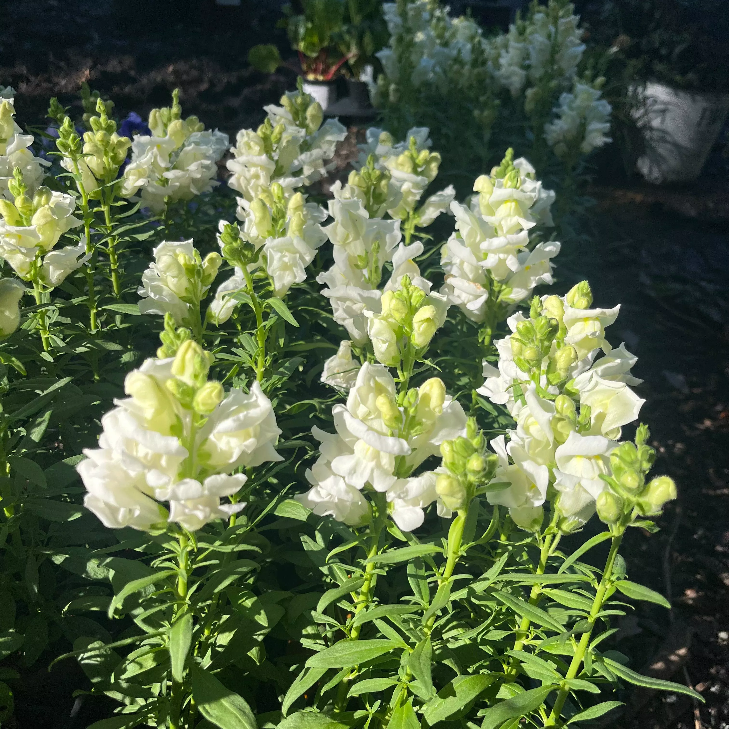Liberty Classic™ White Dwarf Snapdragon