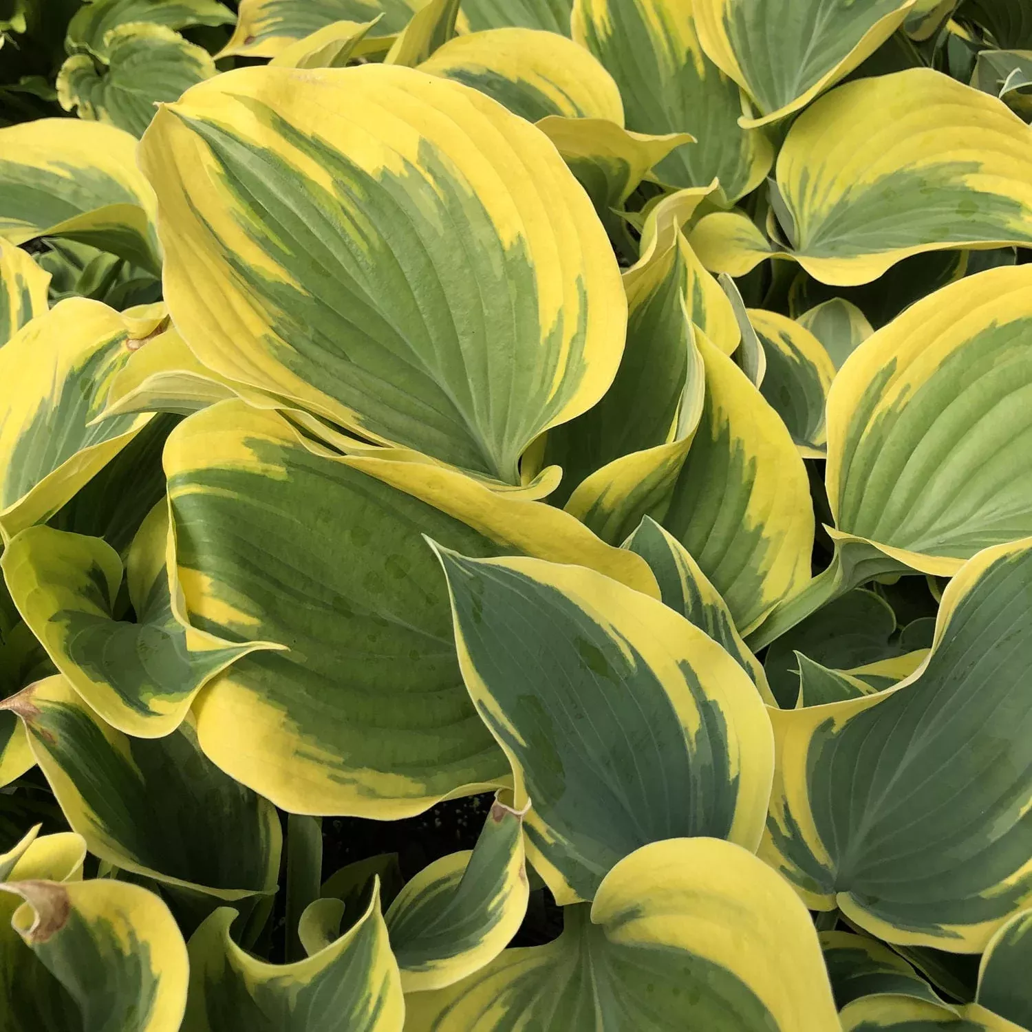 'Liberty' Hosta