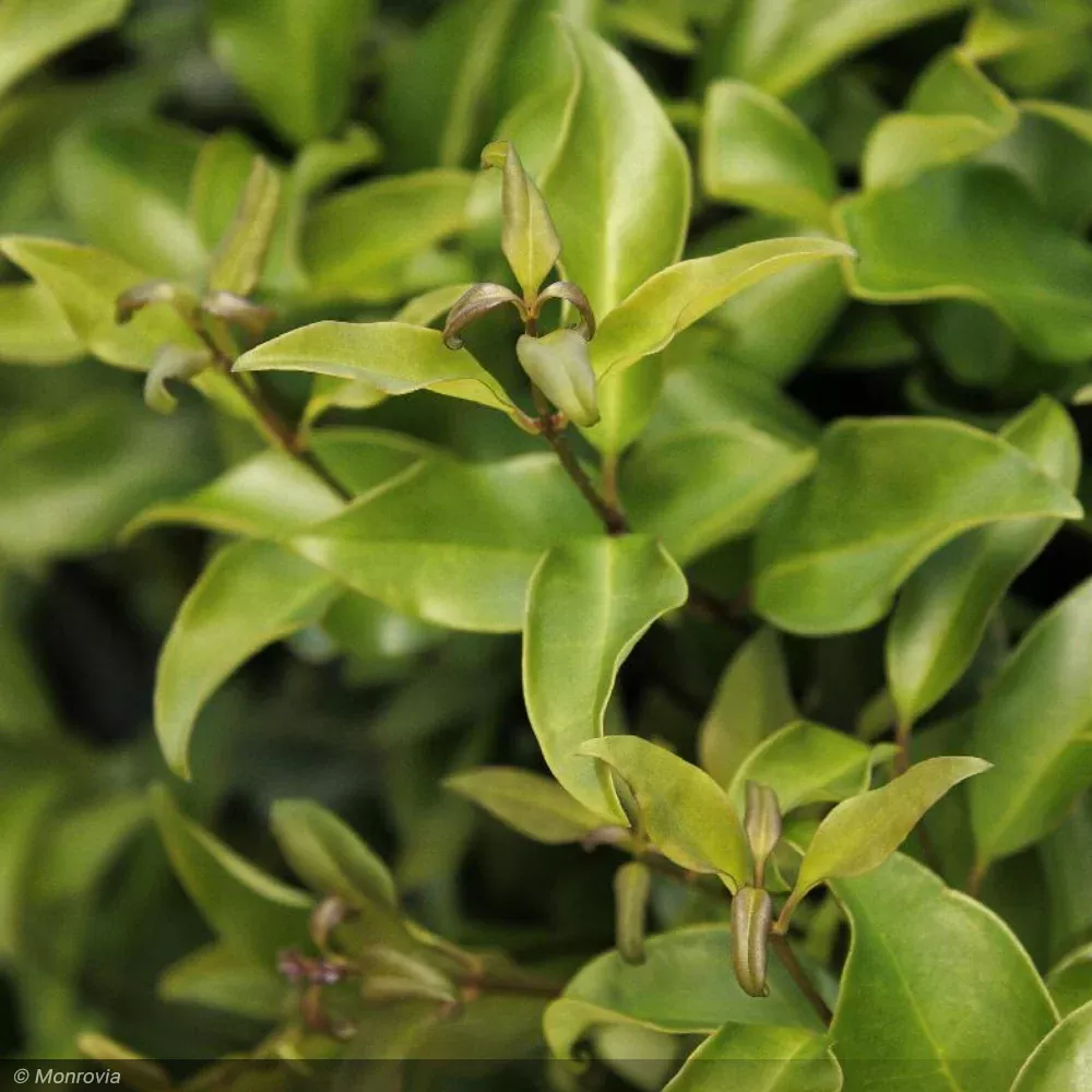 Ligustrum, Recurvifolium #15