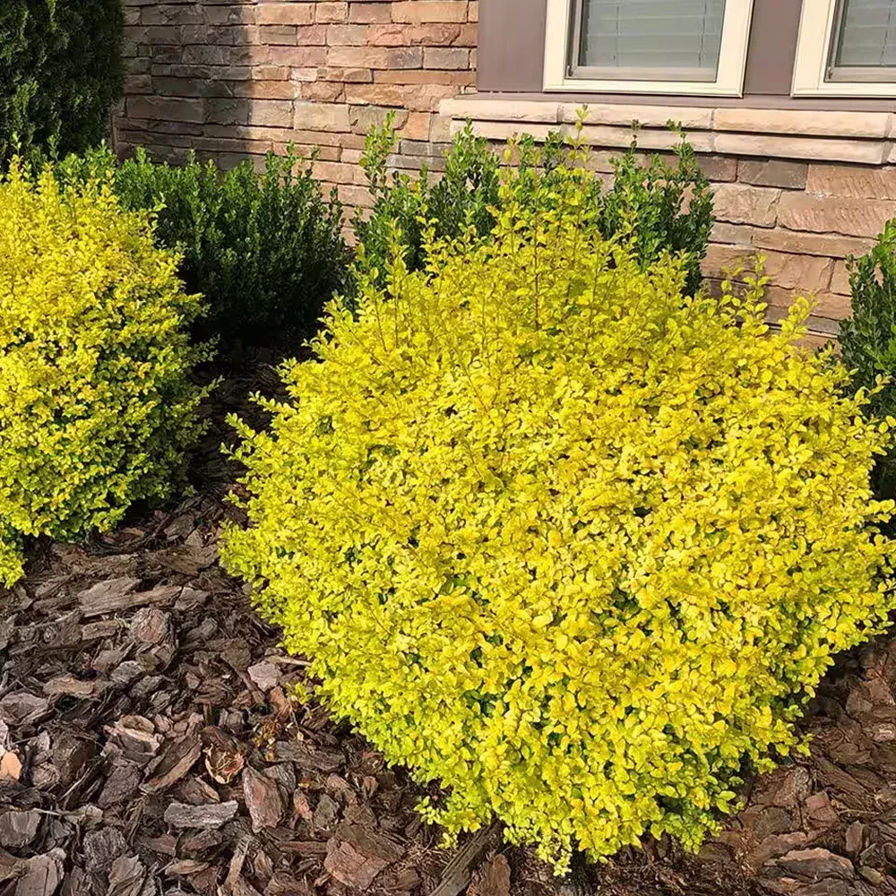 Ligustrum, Sunshine #7