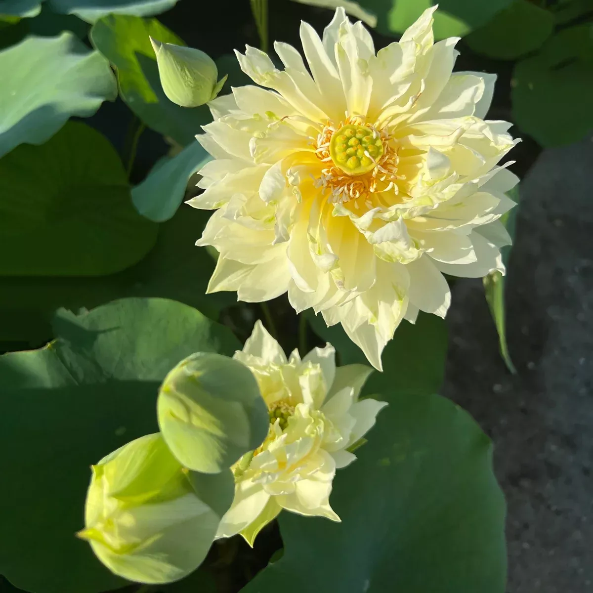 Like Yellow Antelope Lotus