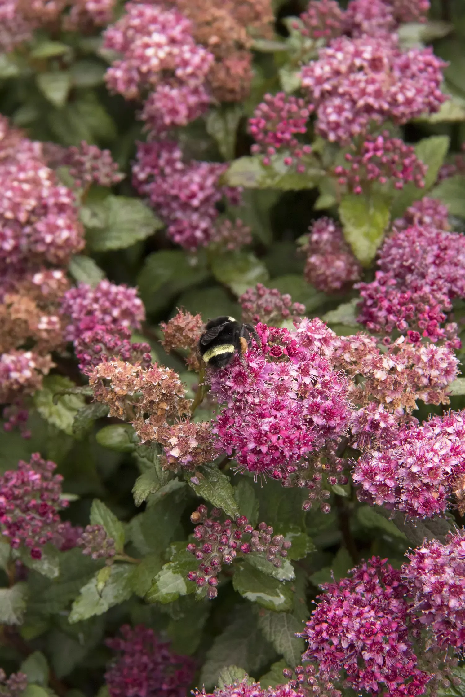 Lil’ Flirt Spirea
