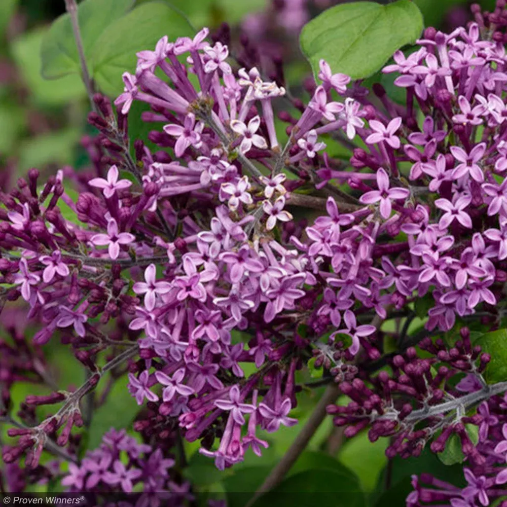 Lilac, Bloomerang Dark Purple #3