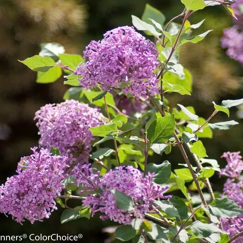 Lilac, Bloomerang Dwarf Purple #10 PT