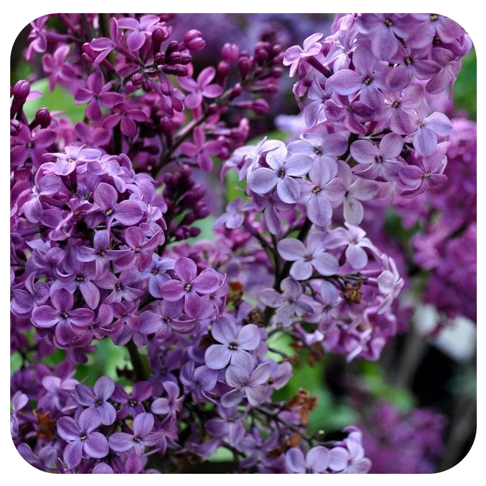 Lilac 'Declaration'