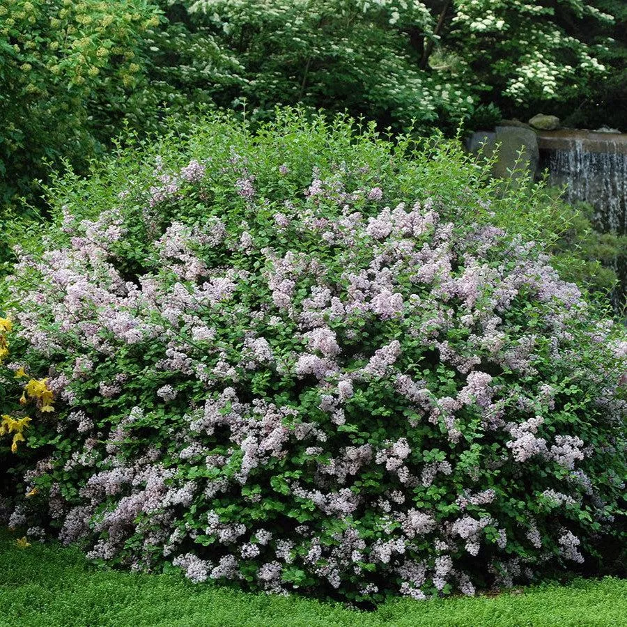 Lilac, Dwarf Korean Lilac