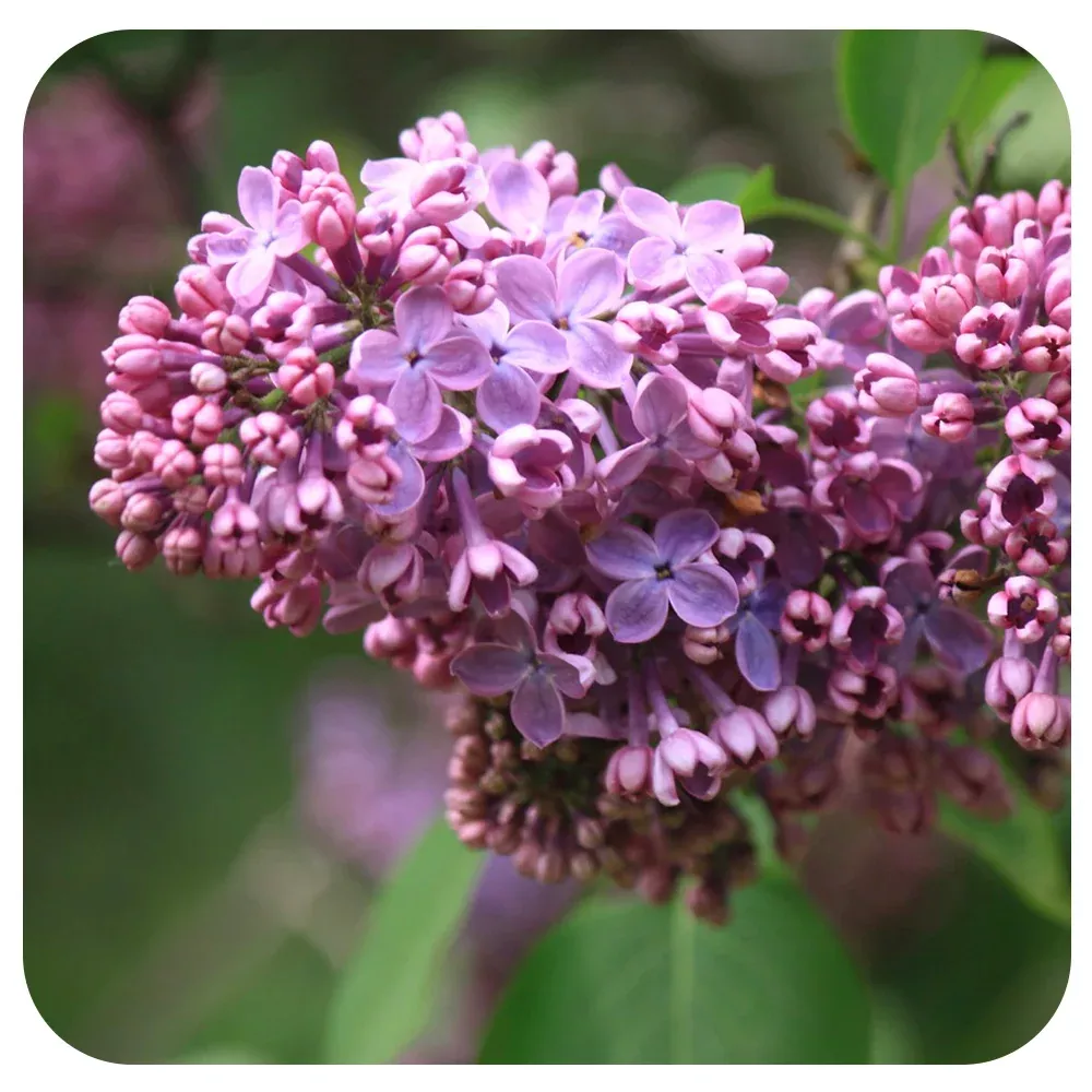 Lilac 'Nadezhda' (Syringa)