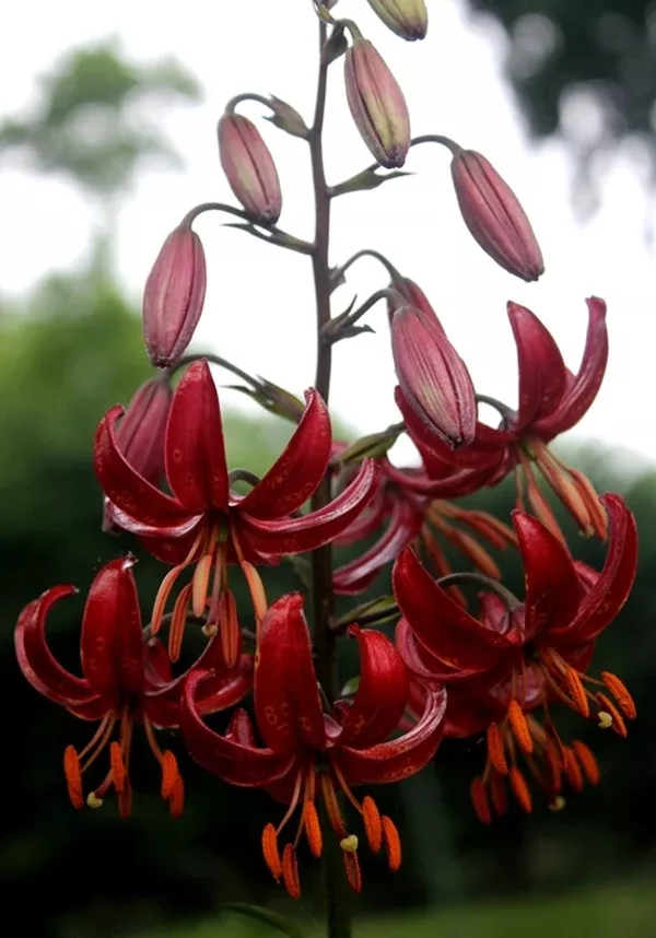 Lilium 'Claude Shride'