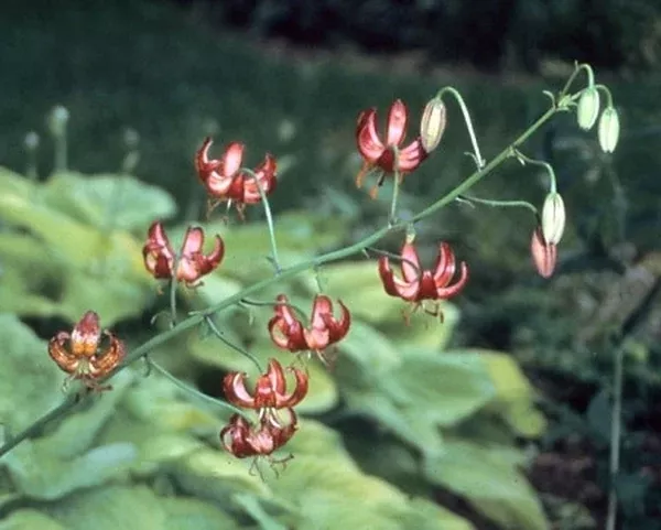 Lilium 'Dalhansonii'