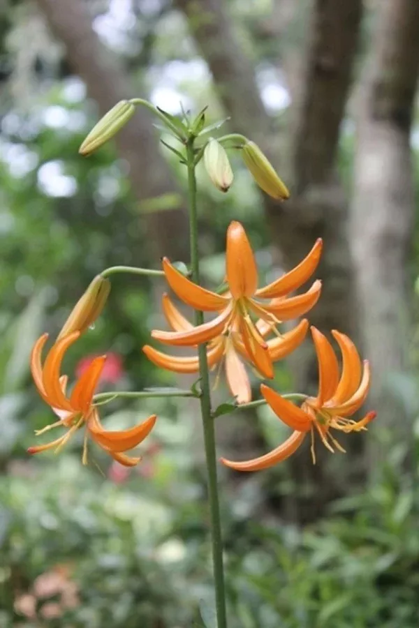 Lilium 'Orange Marmalade'