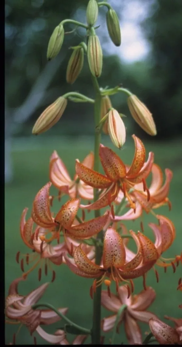 Lilium 'Pink Taurade'