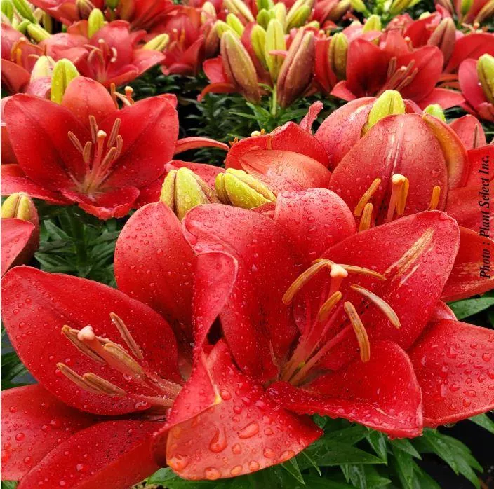 Lilium 'Summer Scarlet'