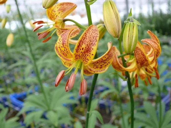 Lilium 'Sunny Morning'