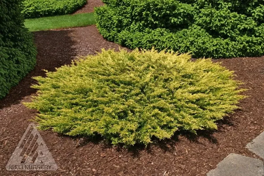 Limeglow Juniper