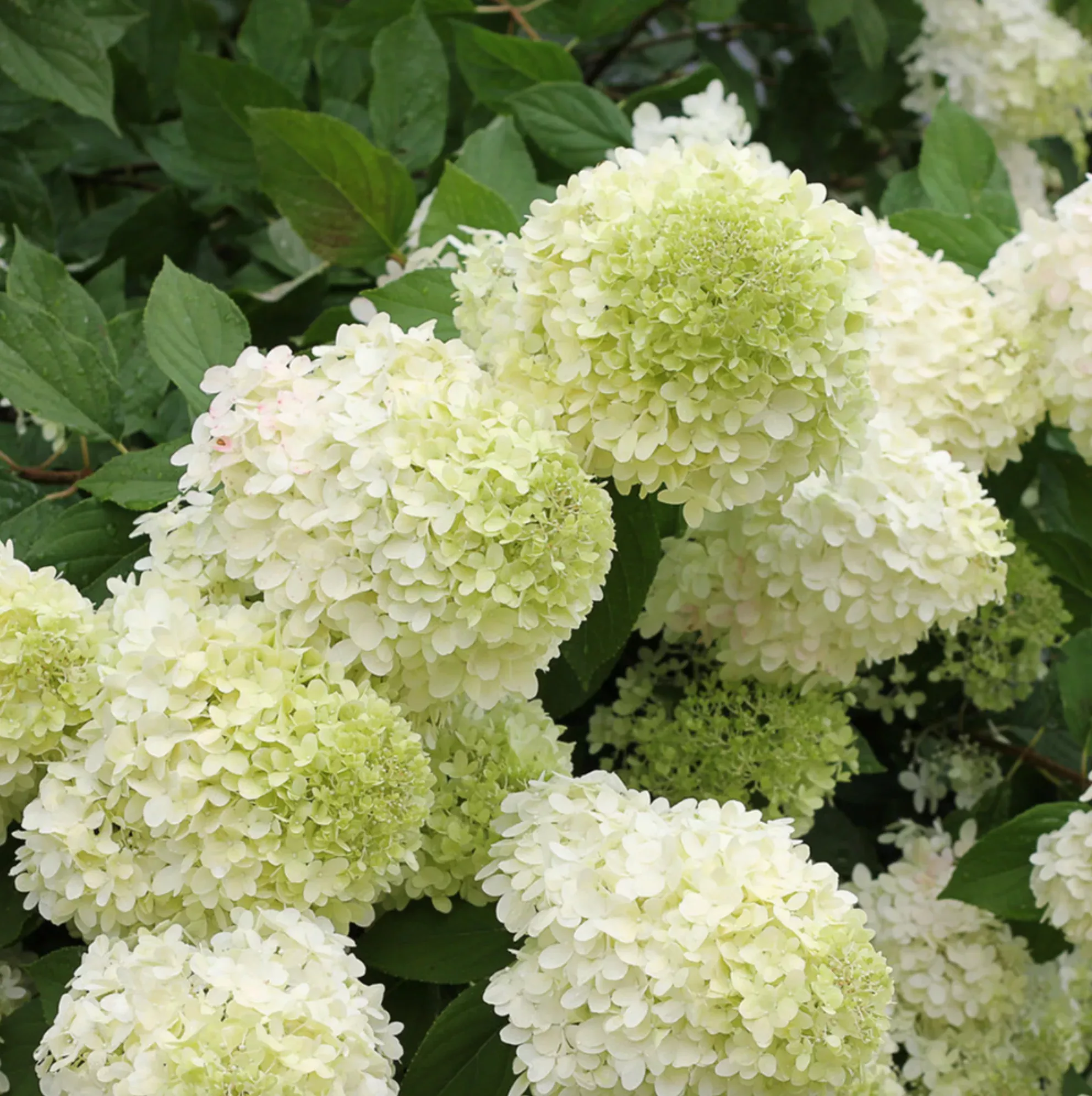 'Limelight PRIME' Hydrangea.(Hydrangea paniculata)