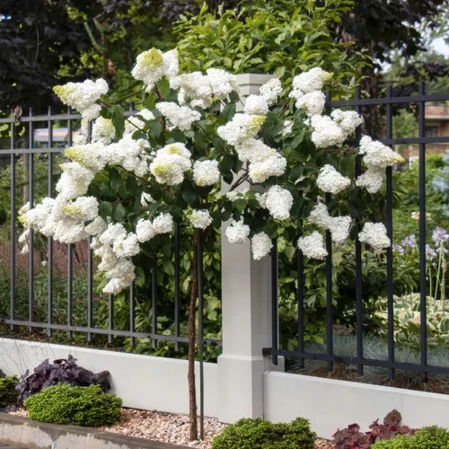 Limelight Prime Hydrangea Tree