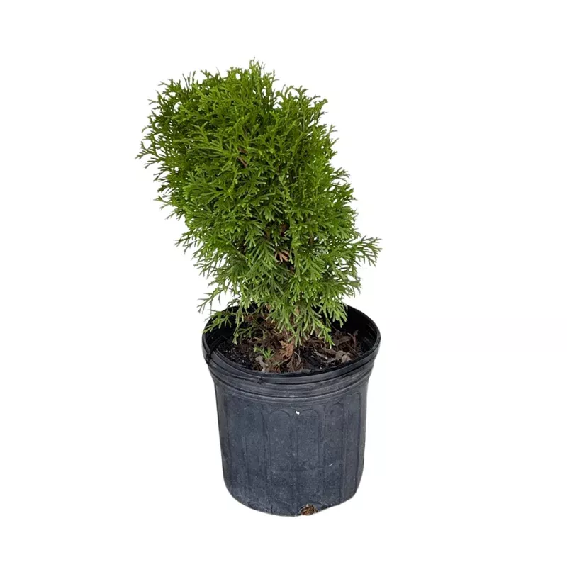 Little Giant Eastern Arborvitae Live Plant – Thuja Occidentalis ‘Little Giant’ – 1 Gallon Pot