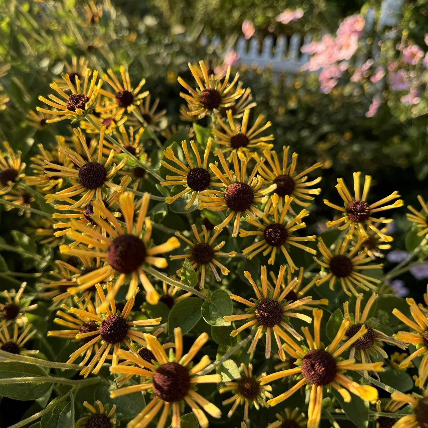 'Little Henry' Brown-Eyed Susan (Rudbeckia)