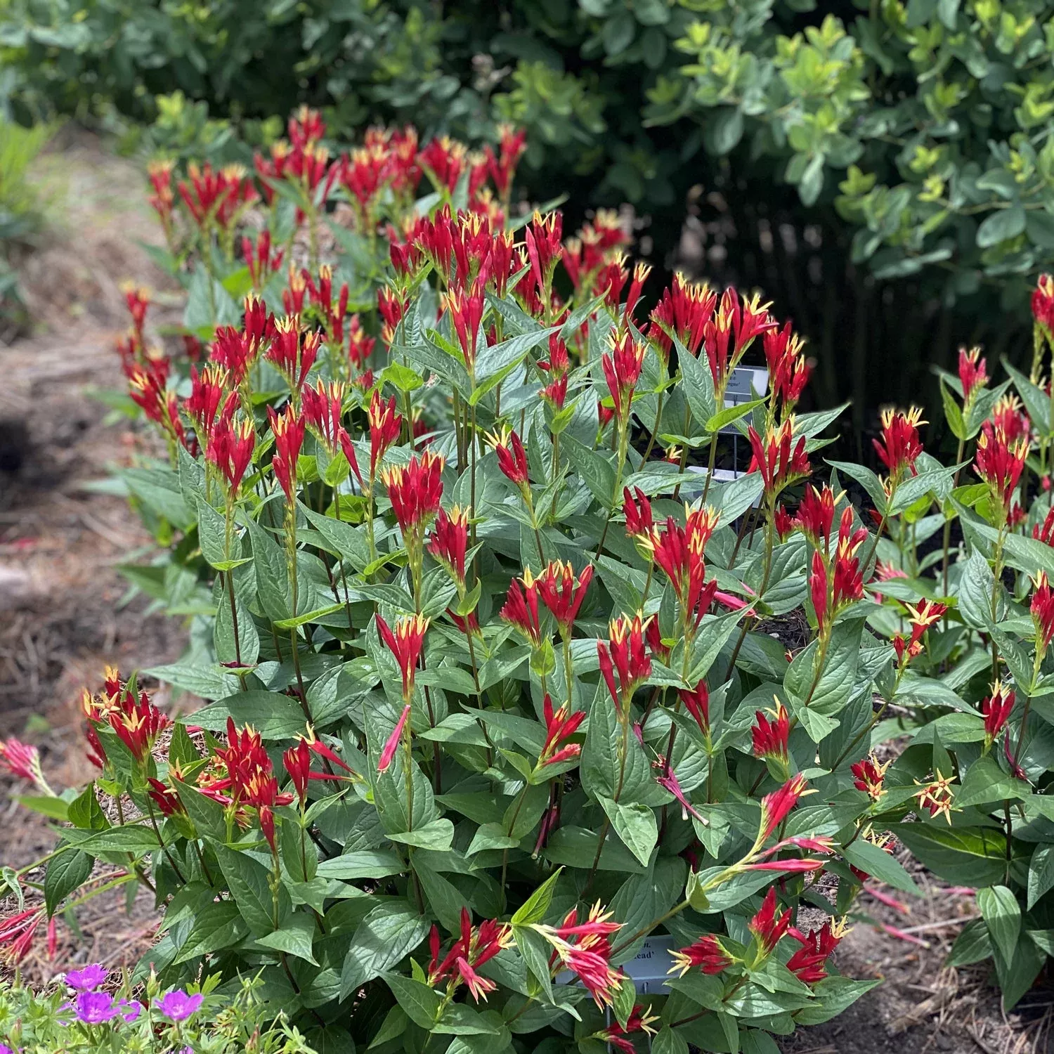 'Little Redhead' Spigelia