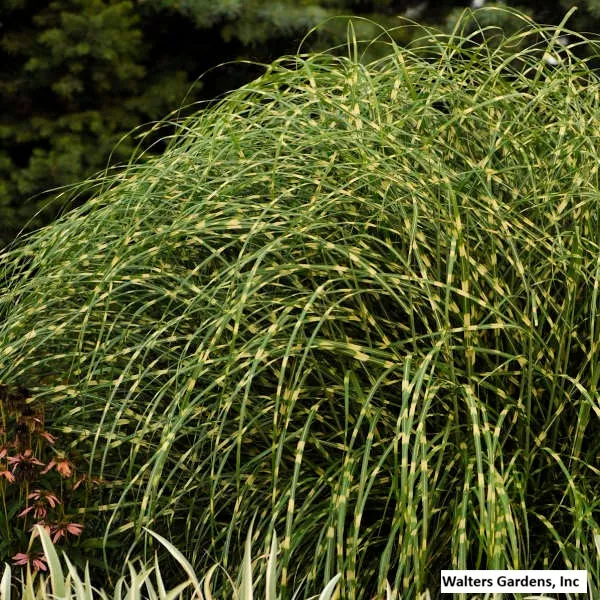 Little Zebra Grass