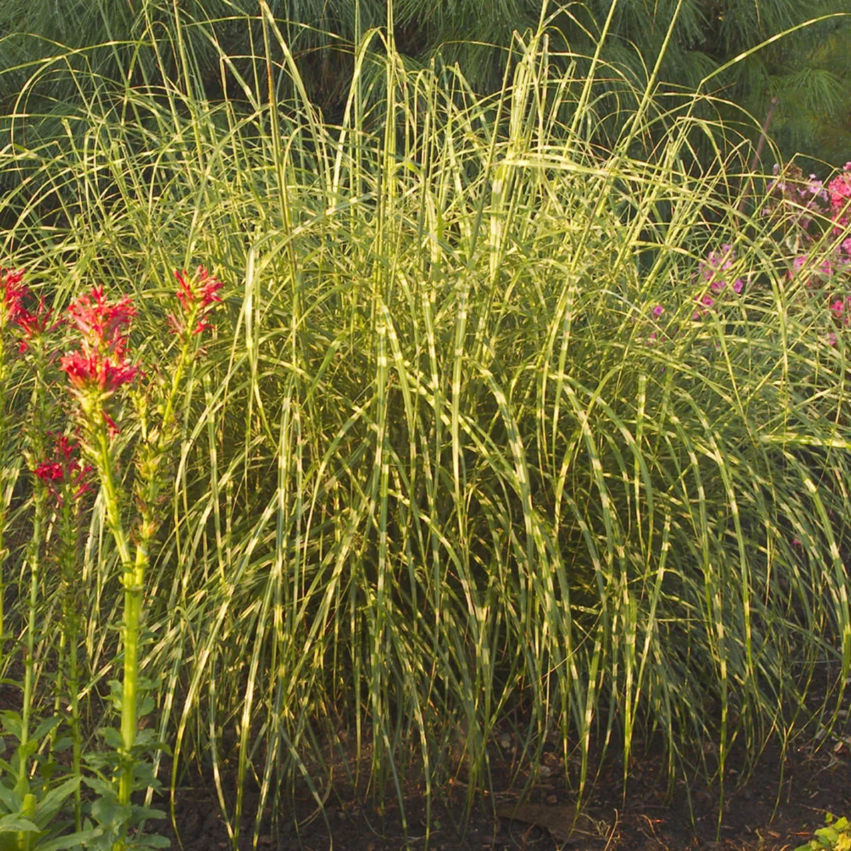 'Little Zebra' Maiden Grass (Miscanthus)