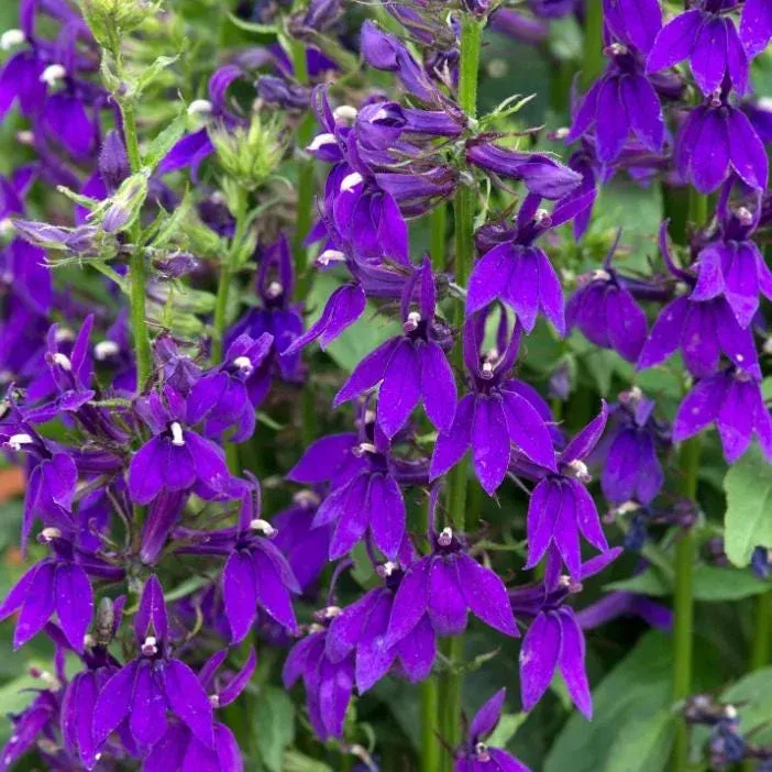 Lobelia Starship Blue Live Plant – Hardy Blue Cardinal Flower Plug – 2-5 Inch Tall