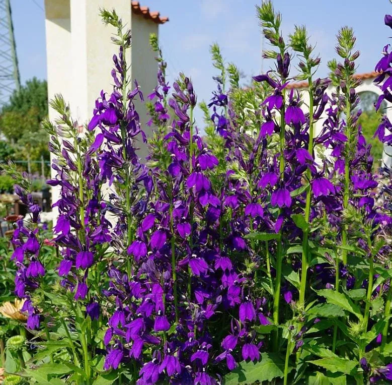 Lobelia Starship Blue Plug Live Plant – 2-5 Inch Tall Hardy Blue Cardinal Flower for Pollinators