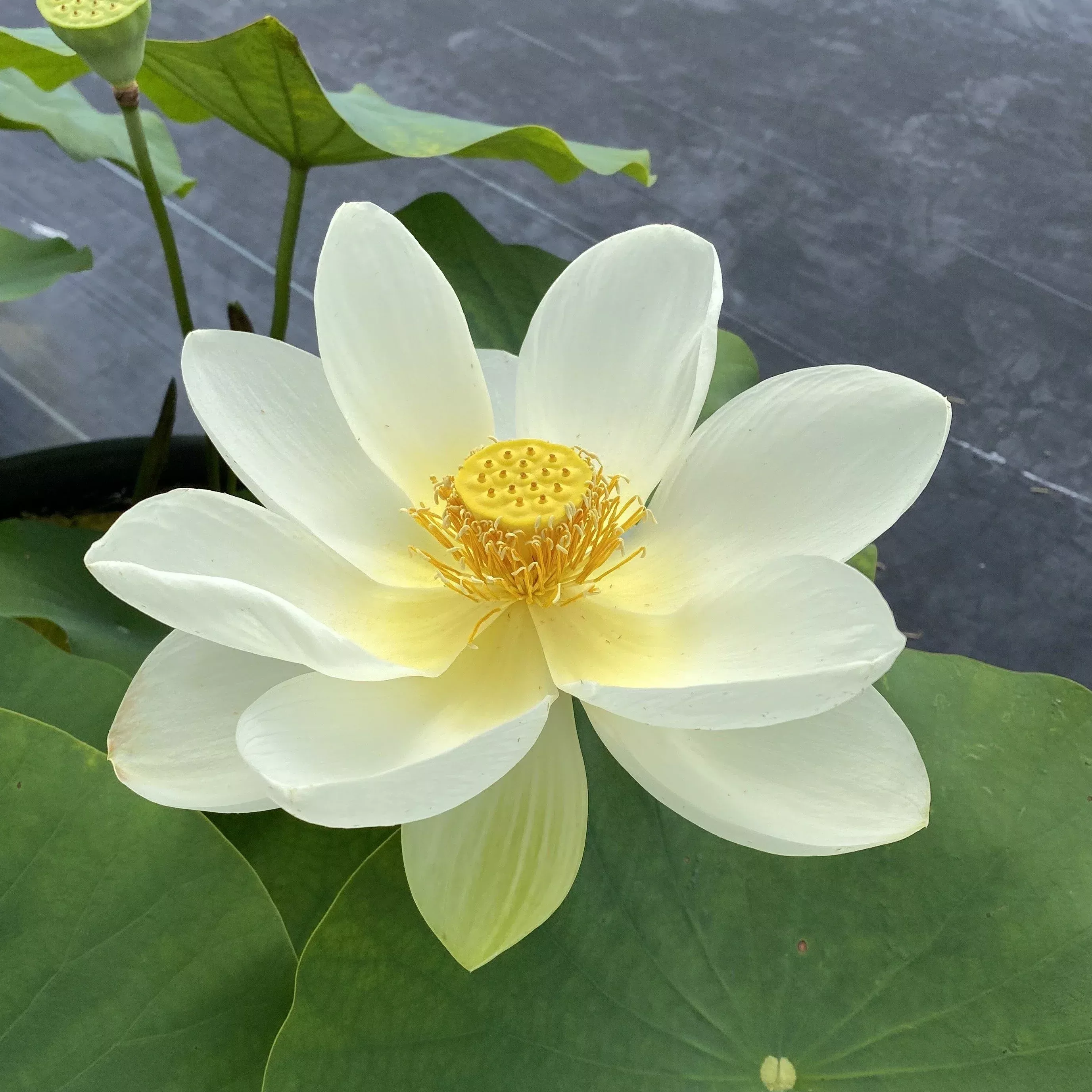 LOTUS - YELLOW BIRD